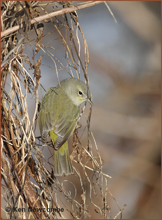 Orange-crowned Warbler